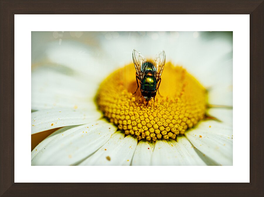 Glints of Emerald  Picture Frame Printing