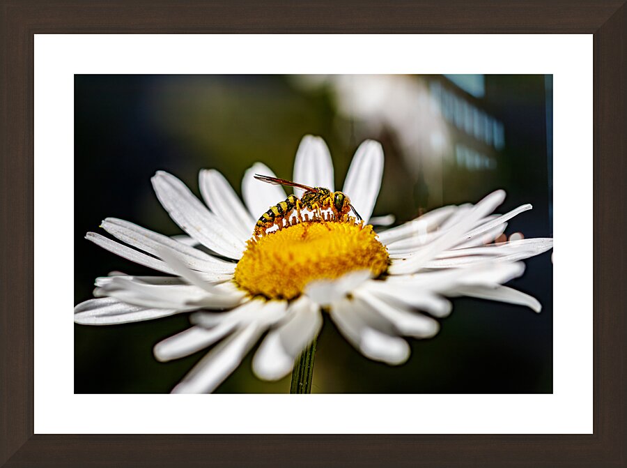 Golden Warrior Picture Frame Printing