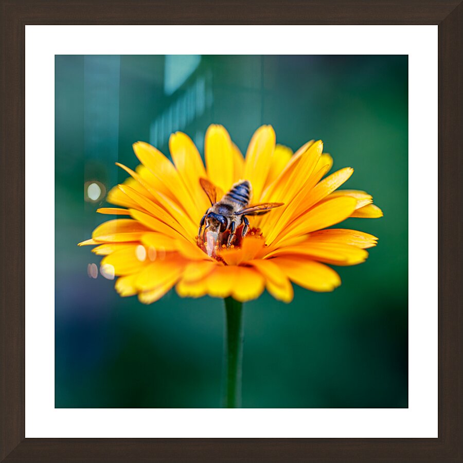 Nectar Nomad Picture Frame Printing
