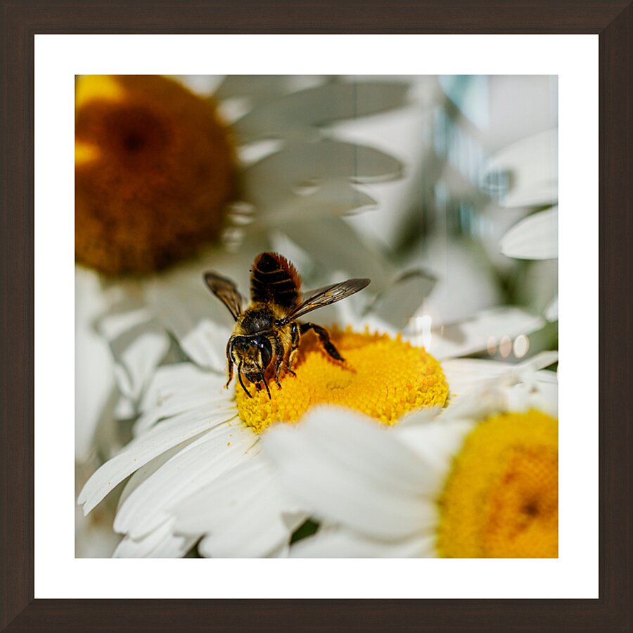 The Nectar Collector Picture Frame Printing