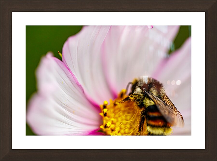 Pollen Laden Bumble Bee Picture Frame Printing
