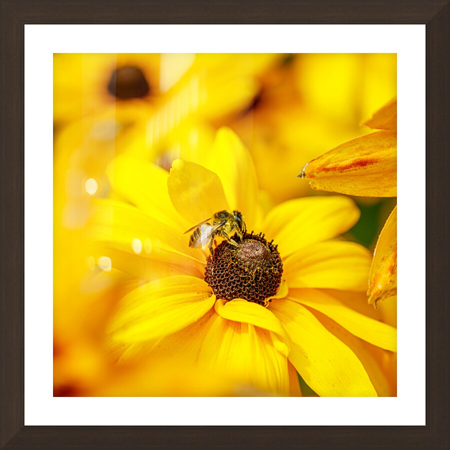 Sunseekers Picture Frame Printing