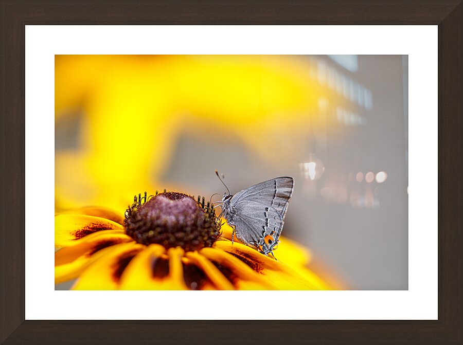  Fluttering Feasts Picture Frame Printing