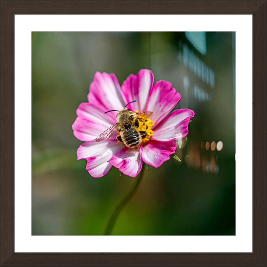 Whispers on Wings Picture Frame Printing