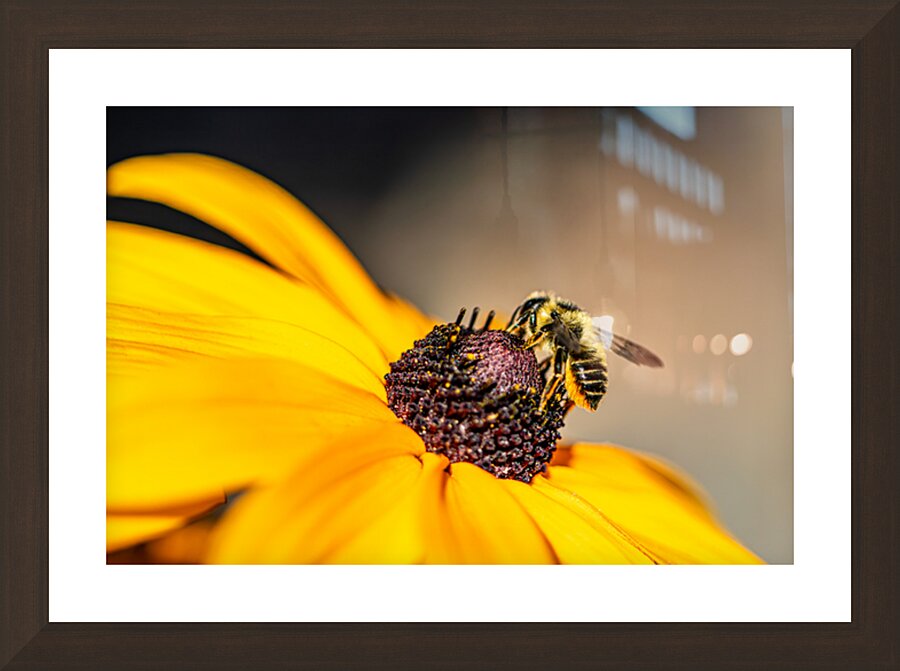 Pollen Pilgrim Picture Frame Printing