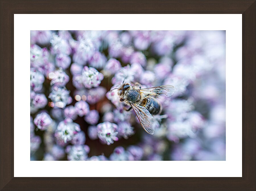 Natures Alchemists Picture Frame Printing