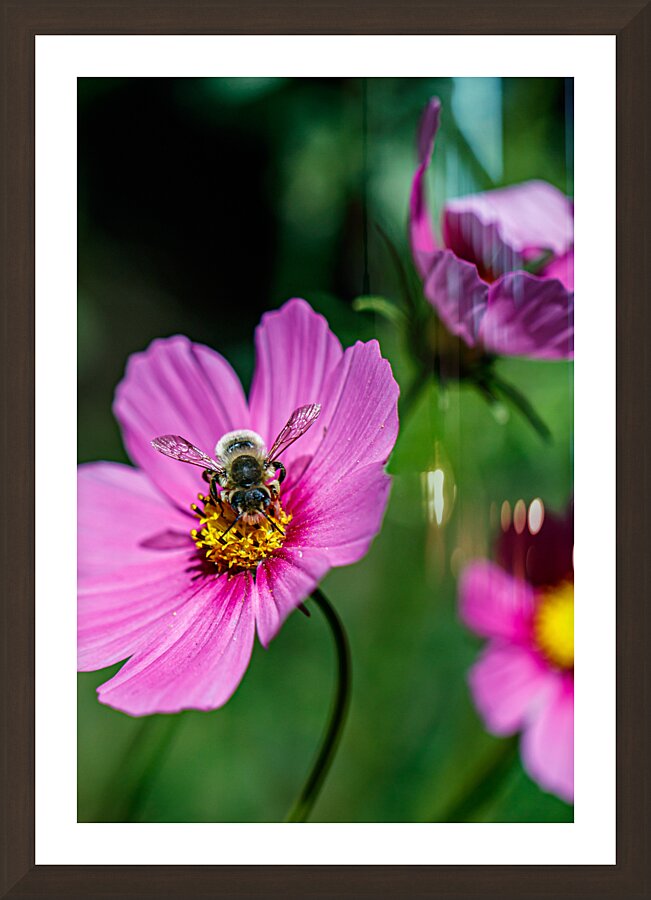 The Pollen Path Picture Frame Printing