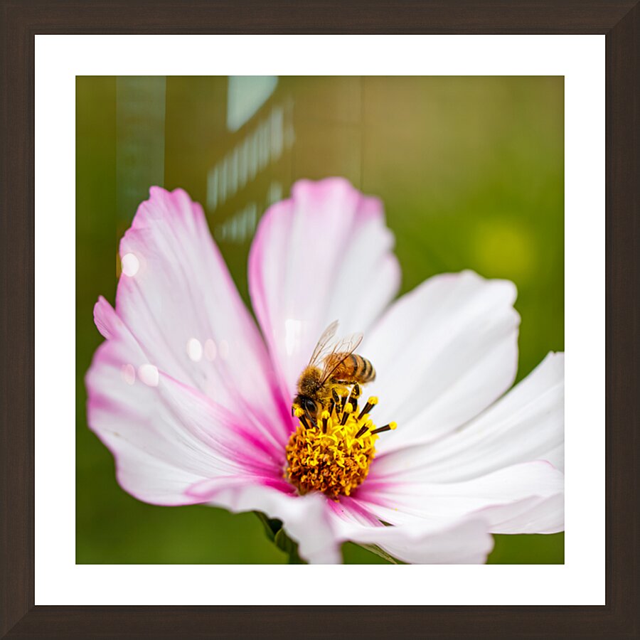 Elegance in Pollination Picture Frame Printing
