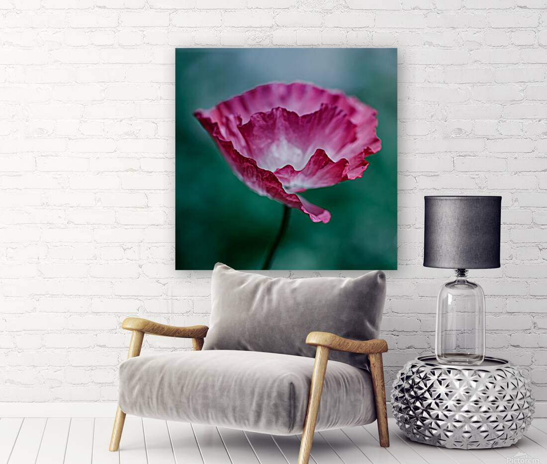 Scarlet Whispers: Close-Up Poppy Portraits Reproduction