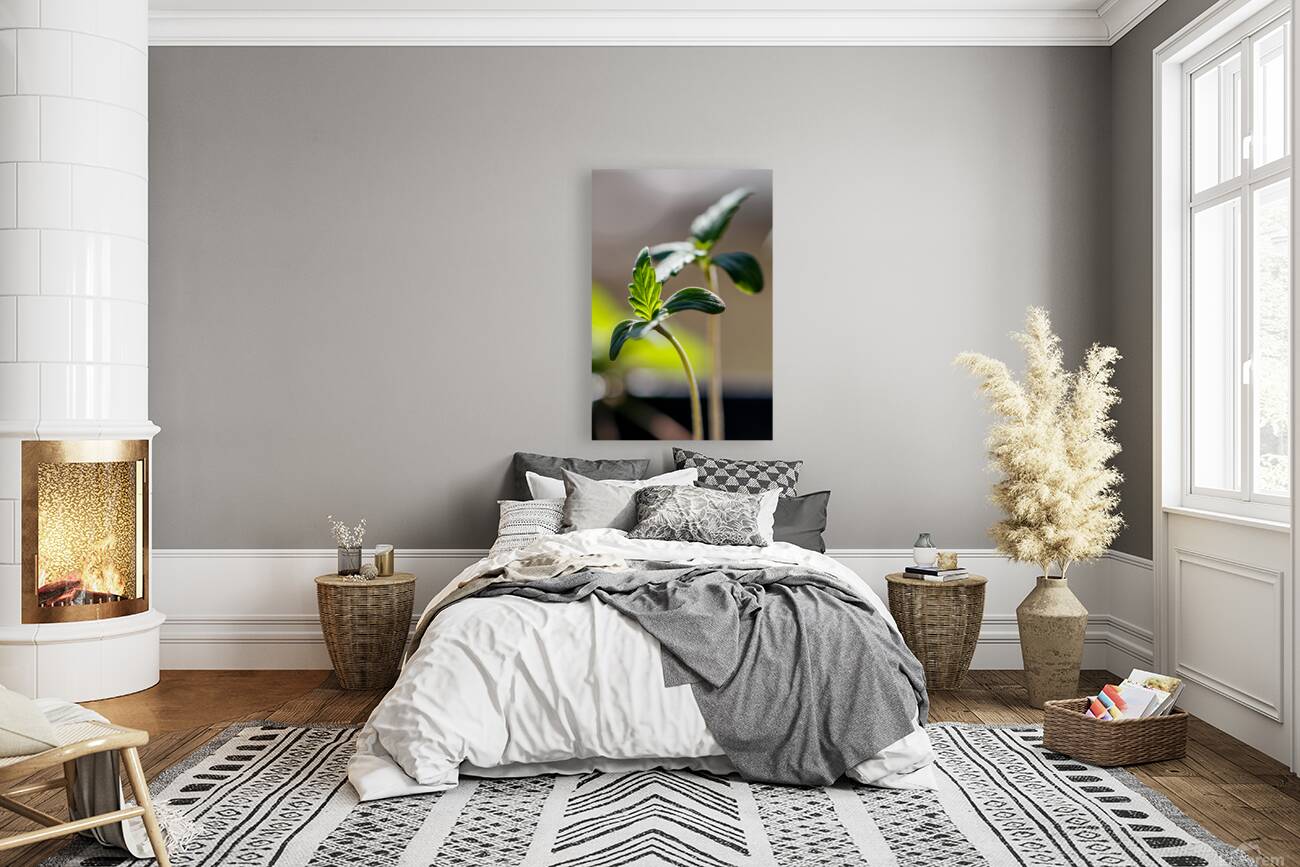 Sprouting Splendor: Early Growth Reproduction