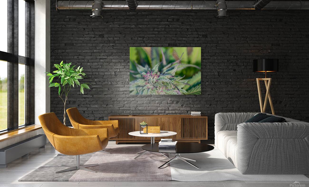 Outdoor Nuken Reproduction