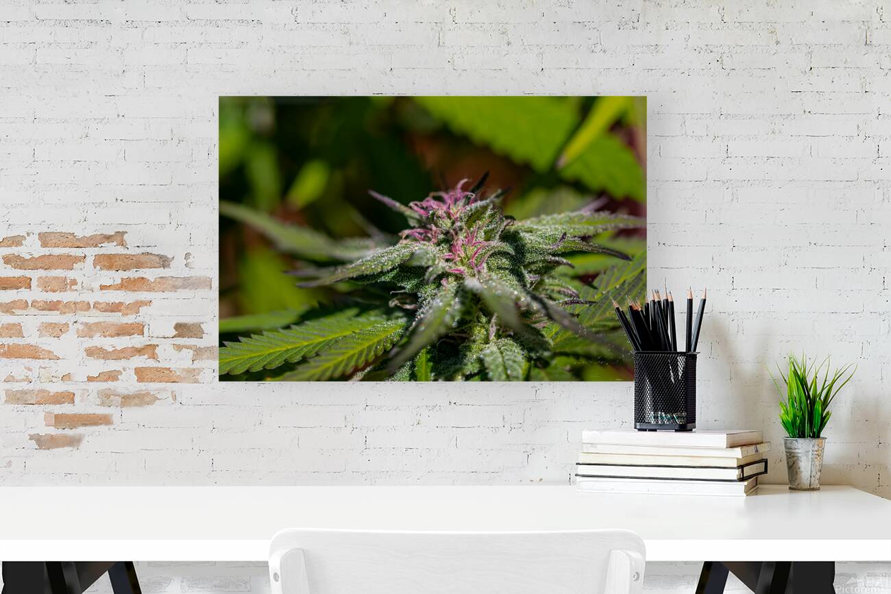 Glittering Cannabis Reproduction