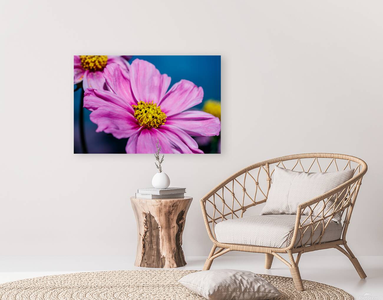 Sunlit cosmos  Reproduction