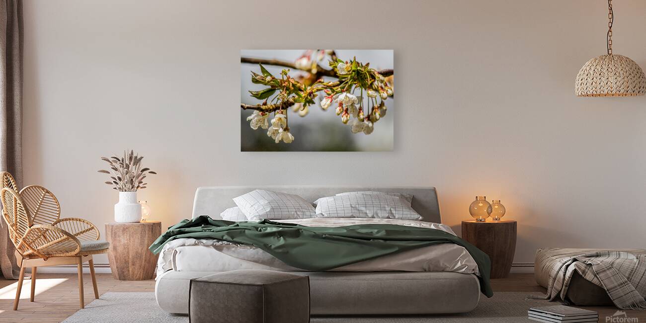 Sun drenched Spring blossoms Reproduction