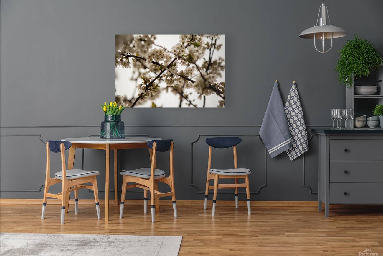 pale cherry tree blossoms Reproduction