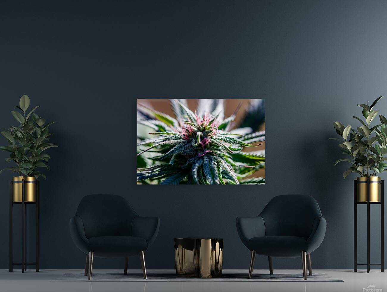 Cannabis in Bloom:  Reproduction