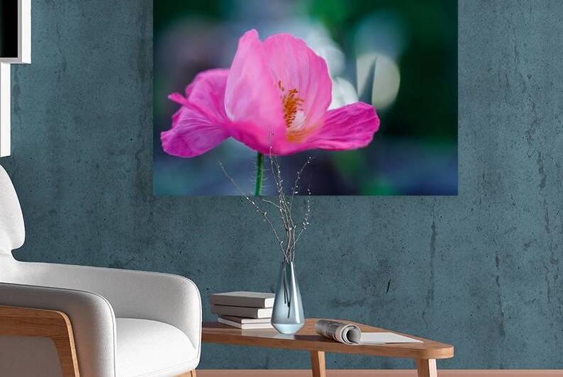 Luminous Solitude: Single Poppy Portrait by Heather Marie Clark