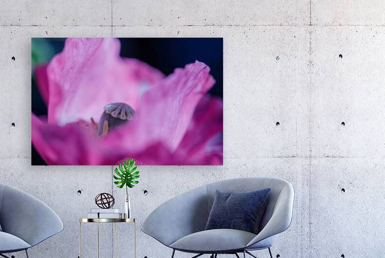 Velvet Dreams: The Texture of Poppies by Heather Marie Clark