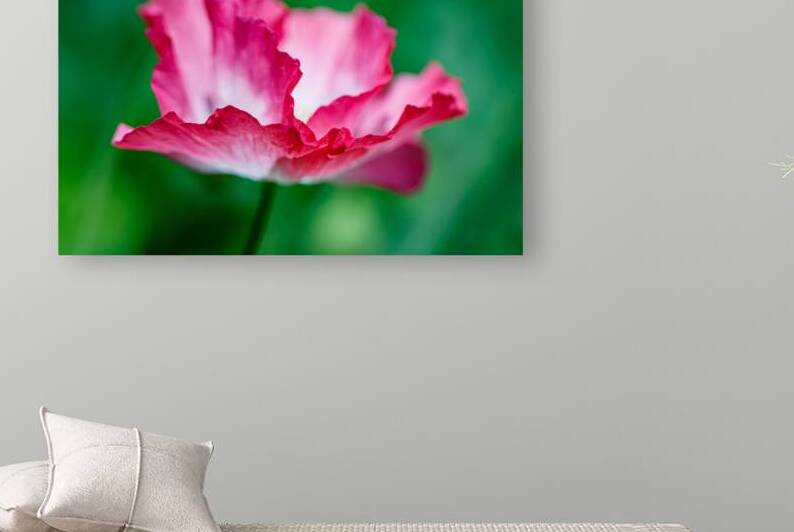 Impressionist Dreams: Soft Focus Poppies by Heather Marie Clark
