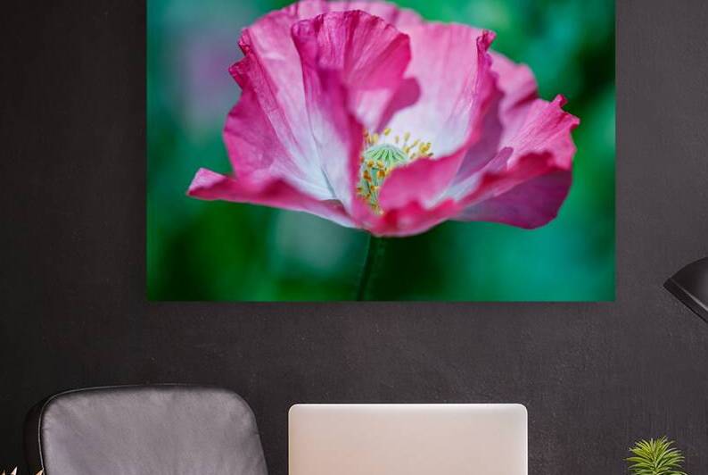 Intricate Floral Harmony: A Poppys Reproductive Center by Heather Marie Clark