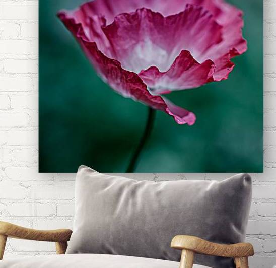 Scarlet Whispers: Close-Up Poppy Portraits by Heather Marie Clark