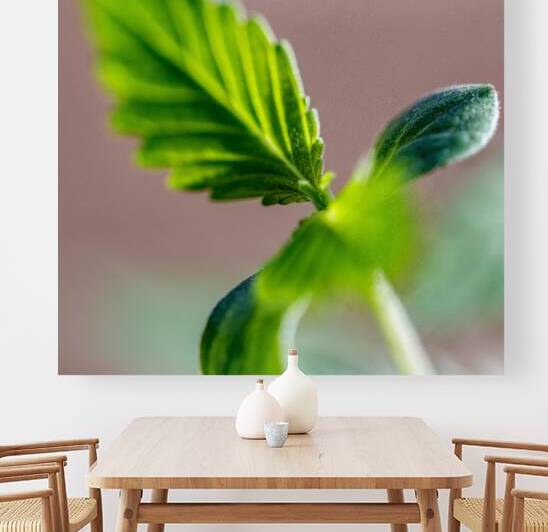 First Leaves: Natures Poem by Heather Marie Clark