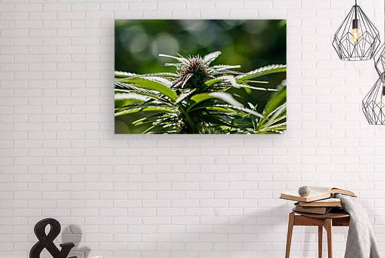 Blossoming Beauty:Flowering Stage by Heather Marie Clark
