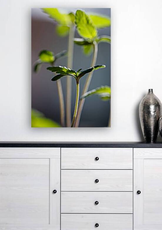 Light and Shadow Play by Heather Marie Clark