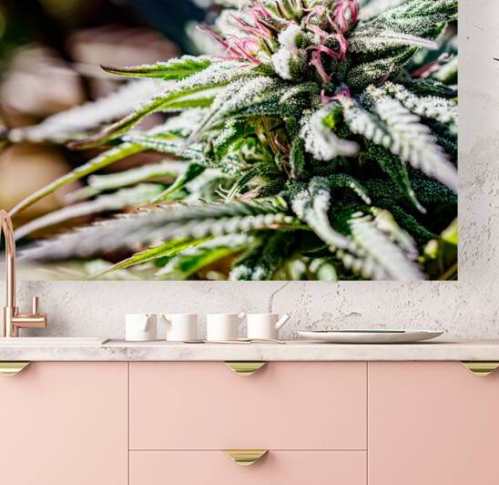 Sun-Kissed Plant by Heather Marie Clark