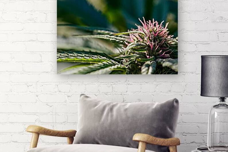 Bud Beauty Close-Up by Heather Marie Clark