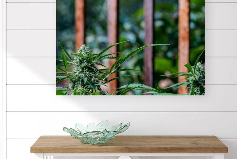 Cannabis at the garden gate by Heather Marie Clark