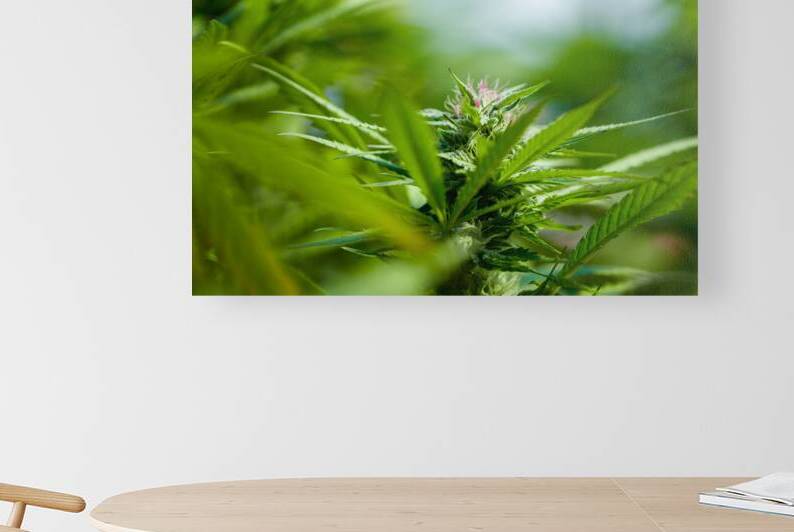 Ethereal Foliage by Heather Marie Clark