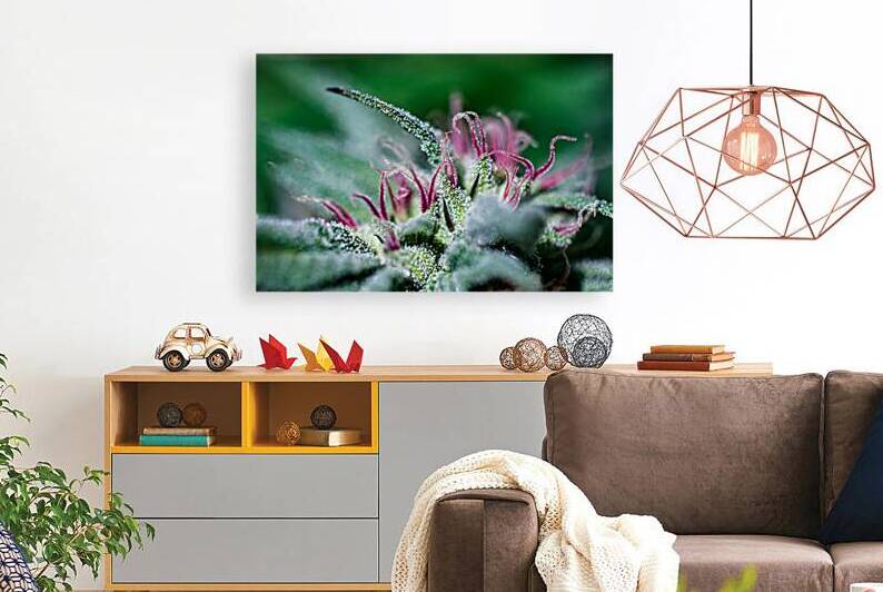 Pistil Portrait: Botanical Macro Art by Heather Marie Clark