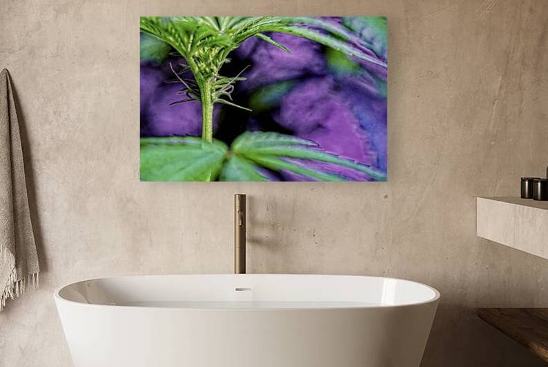 Young Female Marijuana  Flower by Heather Marie Clark
