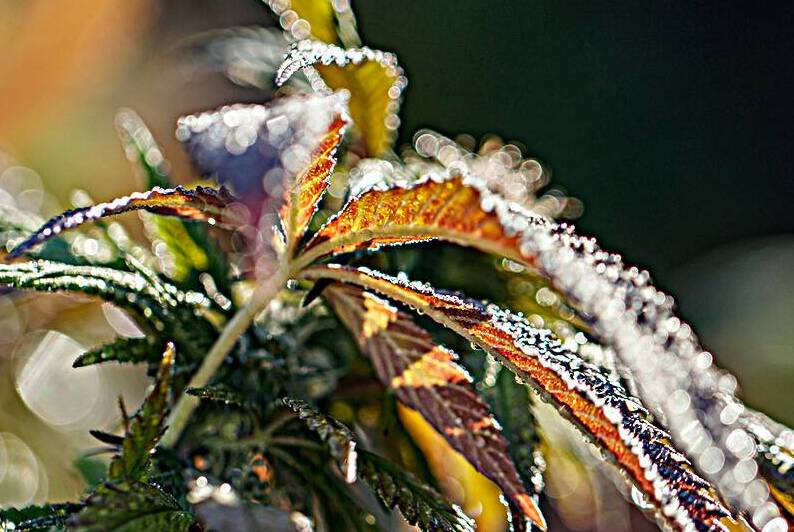 Autumns Dawn Dew: A Palette Aglow by Heather Marie Clark