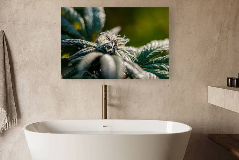 Verdant Euphoria: Tranquil Perspectives by Heather Marie Clark