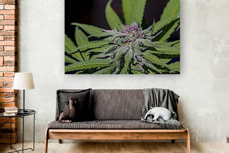 Marijuana Bud Surrounded with Vibrant Green Leaves  by Heather Marie Clark