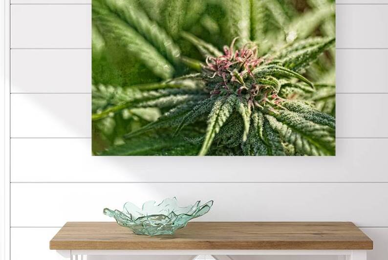Resinous Cannabis flower by Heather Marie Clark