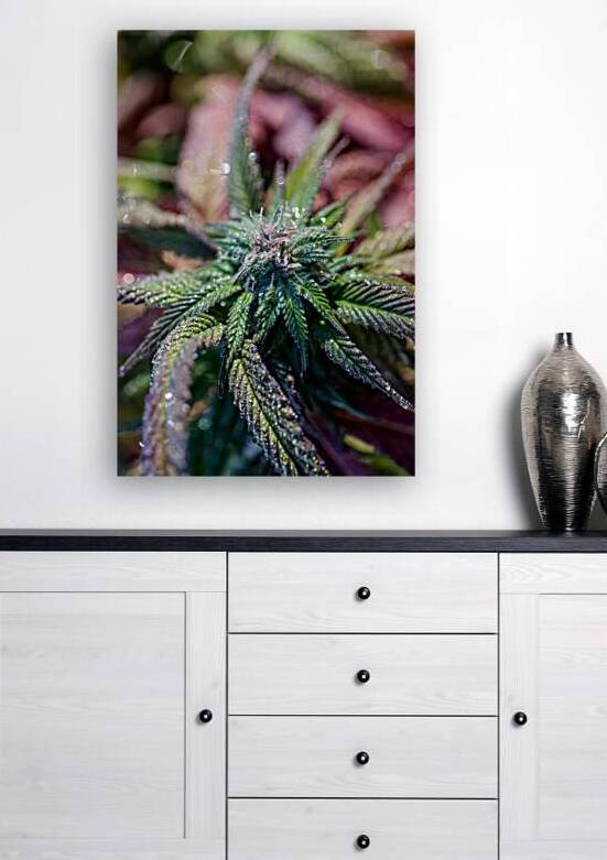 Natures Palette: Botanical Impressions by Heather Marie Clark