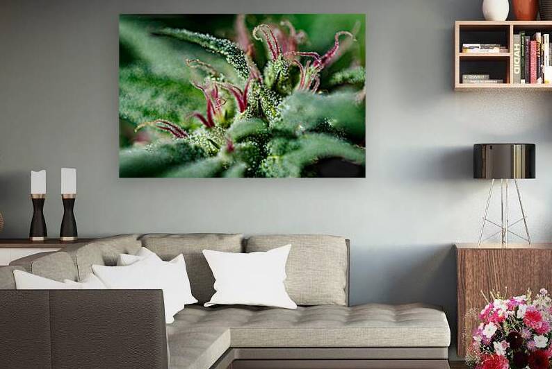 Trichome Tapestry: Natures Detailed Canvas by Heather Marie Clark