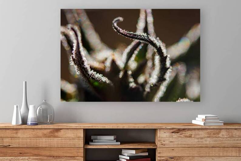 Cannabis bokeh abstract by Heather Marie Clark