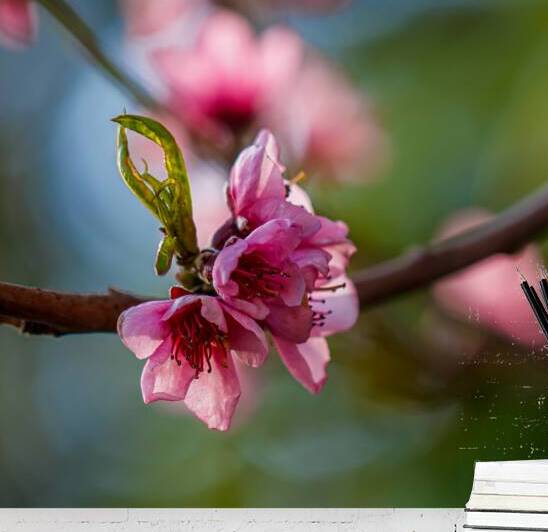 Mindful Moments: Peach Blossoms to Inspire Presence by Heather Marie Clark