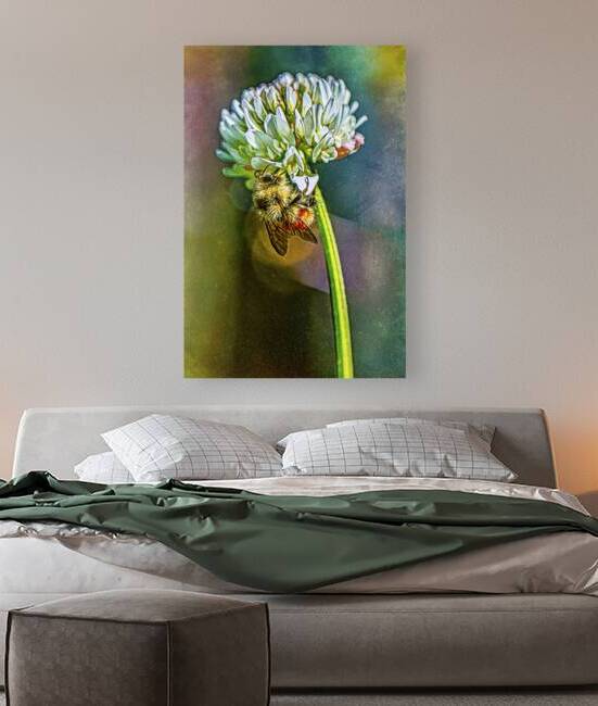 Clover Symphony: Bee on white Clover by Heather Marie Clark