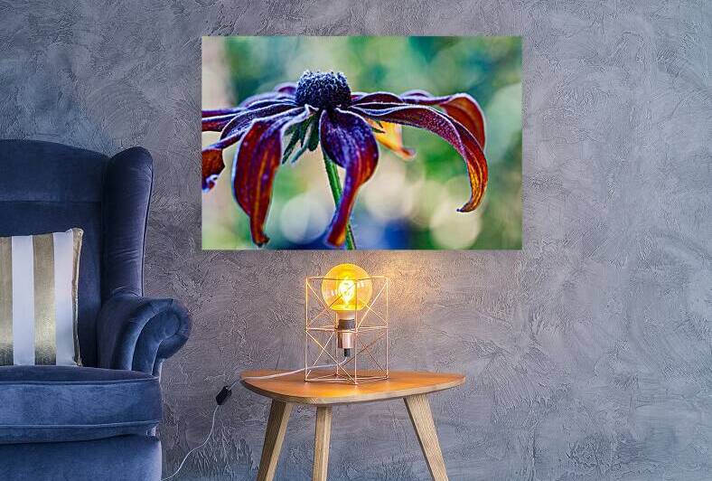 Frosted Black Eyed Susan by Heather Marie Clark