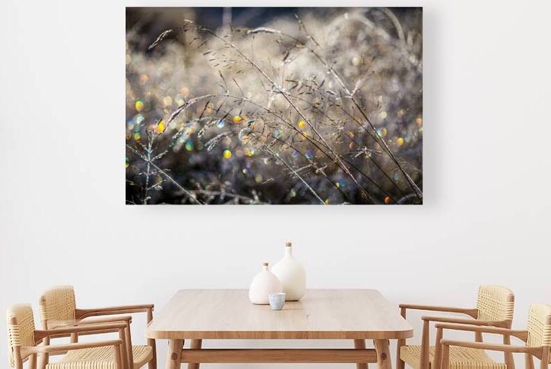feathery frost covered grass on diagonal  by Heather Marie Clark