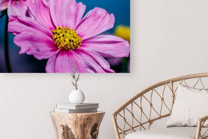 Sunlit cosmos  by Heather Marie Clark