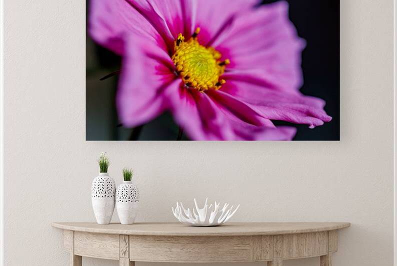 Pink Cosmos  Reproduction
