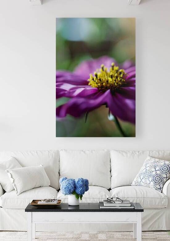 Purple Cosmos flower portrait by Heather Marie Clark
