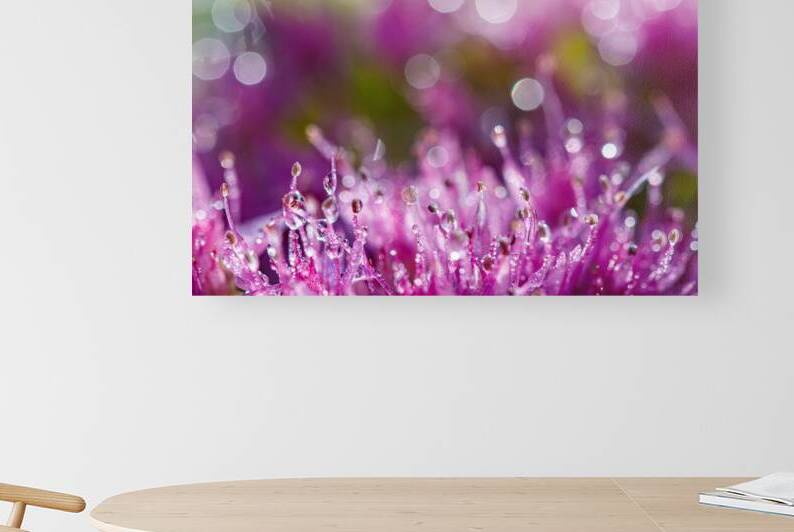 Pink succulent flowers by Heather Marie Clark