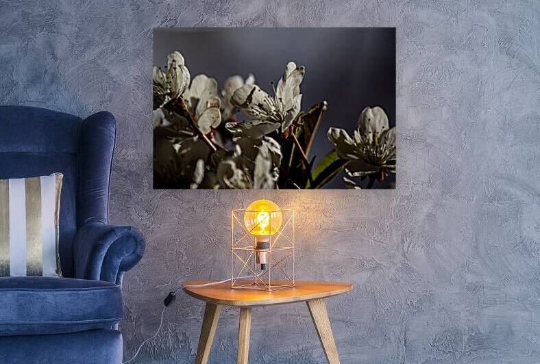Grey sky & white petals by Heather Marie Clark